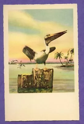 E G Barnhill Old Florida Vtg Color Art Print Card Pelican Sea Gull Palm Ocean Fl • $0.99