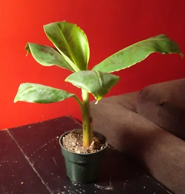 Dwarf Banana Tree {Musa X Paradisiaca} Organic 5 Seeds Free Shipping! • $5.99