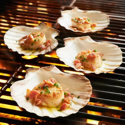 King Scallop Grilling Shells (Qty 6) Irish Baking Shells Beach Wedding Party • $12.95