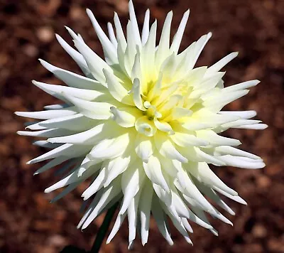 Cream Moonlight Medium Semi Cactus Exhibition Dahlia Tuber FREE POSTAGE • £10