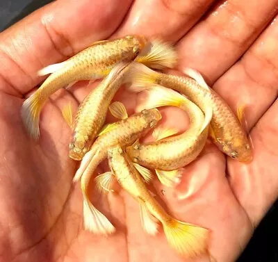 10 Live Guppy Fry- Full Gold Guppy - High Quality Live Guppy Fish US Seller • $45