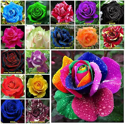 10x Rose Seeds Multi Coloured Rose Flower Seeds Home Garden Plant UK Rose Seeds • £2.25