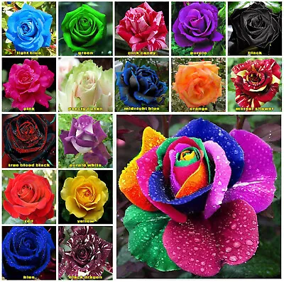 15x Rose Seeds Multi Coloured Flower Seeds Home Garden Plant UK Rose Bush Seeds • £3.19