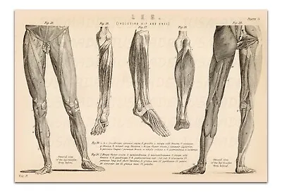 ANATOMY GENERAL VIEWS OF THE LEG MUSCLES PLATE 3 Vintage 15x22  Art Print • $19.99