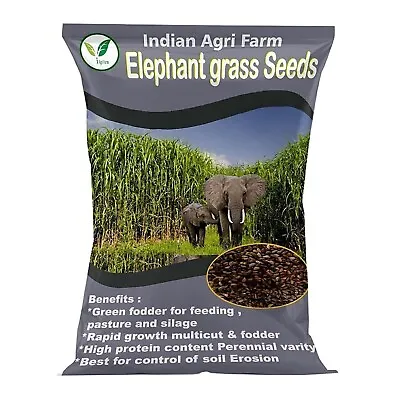 Elephant Grass - 500 Gram/Pennisetum Purpureum/Napier Grass /Multicut Seebs • $59.99