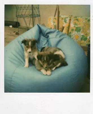 Vintage Polaroid Photo Terrier Dogs Puppies Bean Bag Chair Collie • $3.89