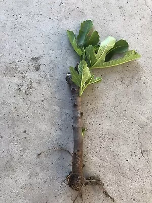 Fig Fruit Tree Cutting Live Plant Bare Root Ready To Plant • $23.99