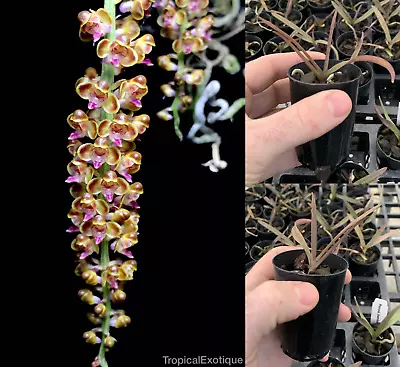 $22 • Buy RON Orchid Pomatocalpa Pmcpa. Bambusarum SPECIES 50mm Pot RARE FLOWERING SIZE