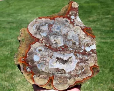 6.4 POUND MUSHROOM JASPER Rock/agate/rough/cab/specimen/gem/mineral • $13.50