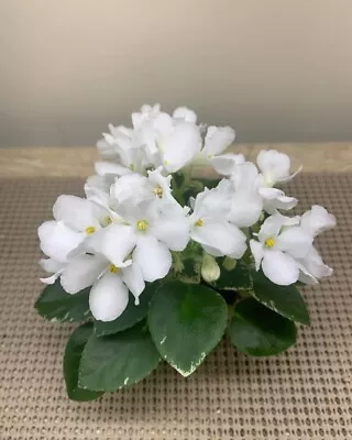 African Violet PAIR OF LEAVES  “SK-Satori” Miniature • $4.49