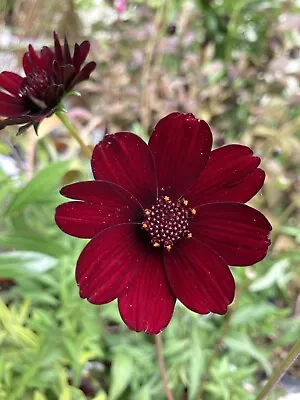 Two Chocolate Cosmos (Bare Root Plants) Free UK Postage • £15.50