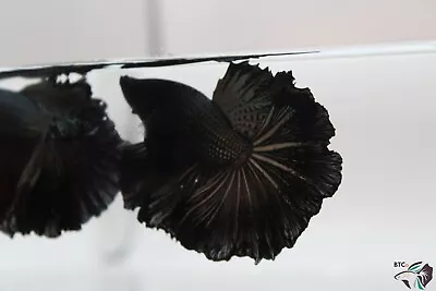 Black Dragon XL Size. Over Halfmoon. Male Betta Fish. Free Shipping. • $85