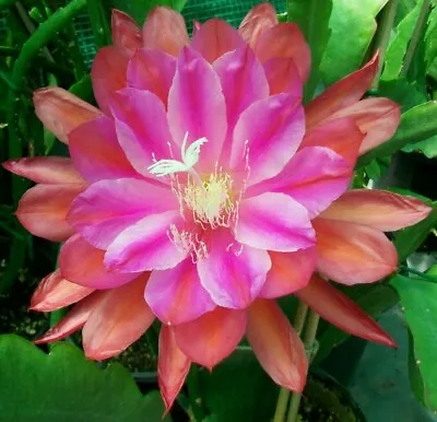 Epiphyllum MARMALADE PUNCH Cutting  • $9