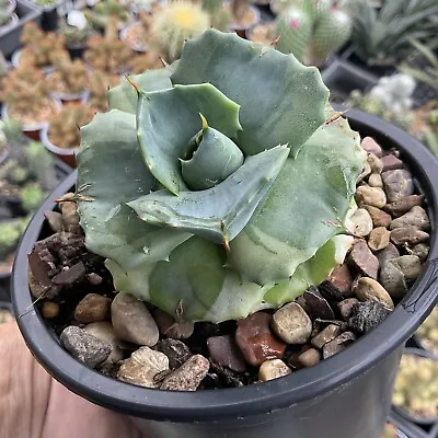 Agave Cv. Shoji-raijin Variegated - Not Perfect Has Small Marks. • $16