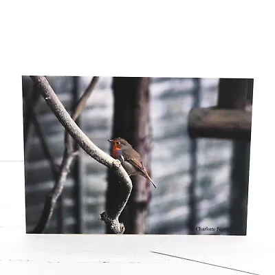 Robin Christmas Card Original Photograph Winter Scene Nature Lover Blank Inside • £4.85