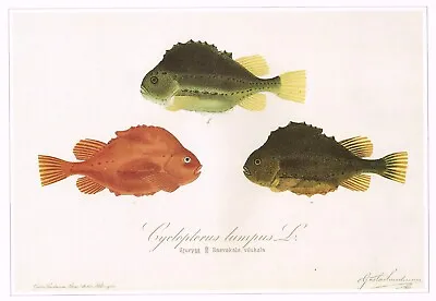 Lumpsucker Vintage Fish Print Gosta Sundman Old Picture 1990 CNHPF#119 • $4.96