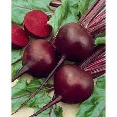 Premium Detroit Red Beets - Fresh Organic Heirloom Seeds - Most Popular Variety • $1.89