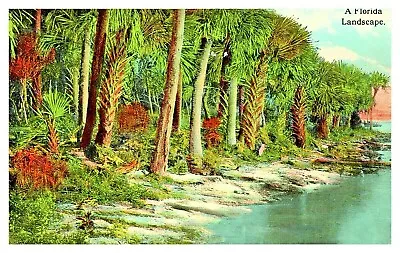 C1915 A Florida Landscape Beach Palm Trees H & WB Drew Company Postcard E11 • $7.45