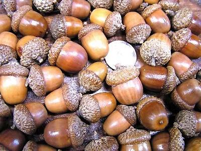 47 Dried Acorns With Caps For Fall Crafts Real Acorns Natural Finish Set F • $21.89