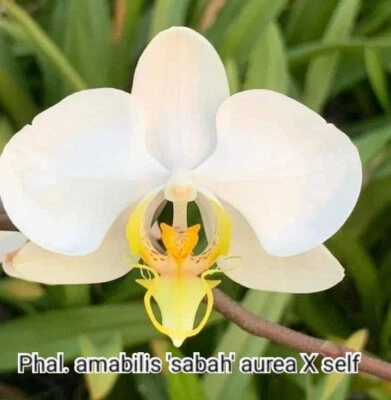 $50 • Buy FPOrchids Species Phal. Amabilis Var Sabah - Tubestock