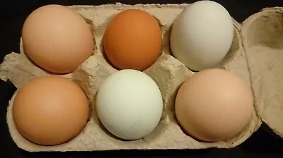 6x Fertile Chicken Eggs. Hens Hatching Eggs. Incubator. Large Fowl. • £8.60