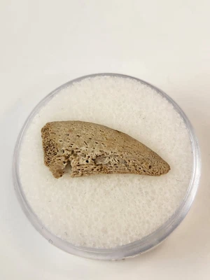 $48.74 • Buy 0.78  Inch Turtle Claw Fossil - Hell Creek Formation - Wibaux County, Montana 