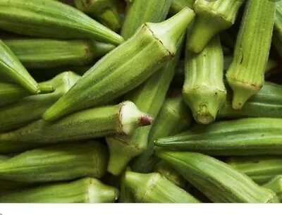 Green Okra - Bindi Ladies Finger Bangladeshi Thai Indian Vegetable - 10 Seeds • £0.99