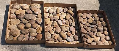 Mazon Creek 140 Unopened Nodules (Pit 11 Ponderosa) • $80.95