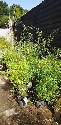 Bamboo Fargesia Obelisk NEW SPECIES Clumping Bamboo Non Aggressive 5L 1.5m Tall • £29.99