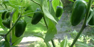 JALAPENO M Chipotle Chili Peper Seeds 100% Organic UK Hardy. Multi-Buy Discounts • £3.49