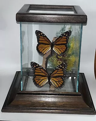 Vintage Taxidermy Orange Butterflies Wood Plexiglass Case BOHO • $32