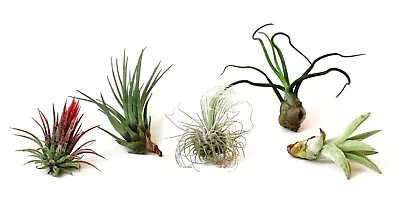 5 Pack Assorted Live Tillandsia Air Plants - Low Maintenance - Exotic Variety • $8.99