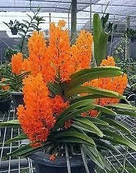 $15 • Buy ORCHID - Ascocentrum Miniatum -  MINIATURE SPECIES - FLOWERING SIZE