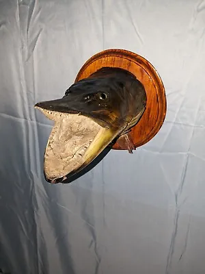 Vintage Large Muskie Head Wall Mount Muskellunge Fish Taxidermy Plaque  • $119.99