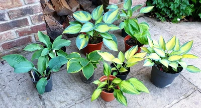 £5.50 • Buy Hosta Plants
