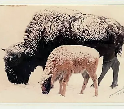 Andy Marquez Print Colorado National Park Bison Buffalo Sheep Signed Numbered • $155.96