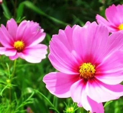 Cosmos Bipinnatus Sensation - Pinkie - 450 High Quality Flower Seeds • £1.49