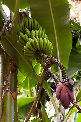 MUSA ACUMINATA - Cavendish Edible Banana Plant - 10 Seeds - Grow Your Own • £3.85