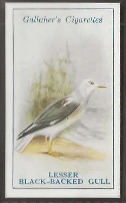 Gallaher-british Birds 1923 (by George Rankin)-#073- Lesser Black Backed Gull • £2.99