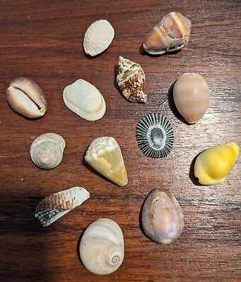 Small Lot Of HAWAIIAN Sea Shells MIXED • $12