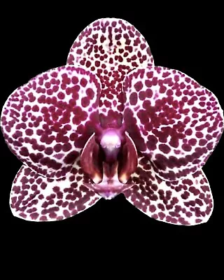 Orchid Phalaenopsis - Lioulin Wildcat - Spotted - Established Plant In 70mm Pot • $40