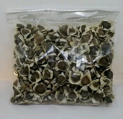 1000 Moringa Seeds Aprox. 10 Oz Organic Semillas De Moringa ! • $15.99