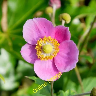 Photo 6x4 Japanese Anemone Anemone Hupehensis Bromsash Glowing In Early  C2013 • £2