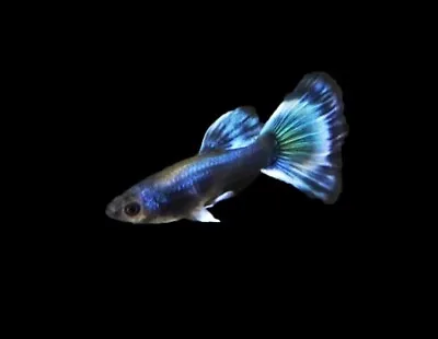 5 Male Fancy Guppy Crosses. Moscow Dragon Cobra And Galaxy Based • $22.50