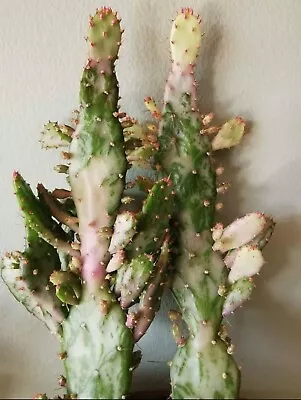 £4 • Buy *RARE* Opuntia Monacantha F. Monstruosa Variegata Pads/Cuttings 