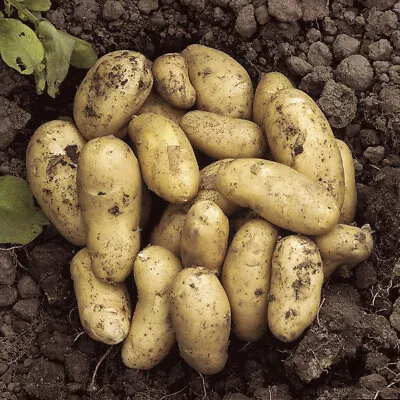 £9.99 • Buy Seed Potato 'Charlotte' Salad Potato 2.5kg Bag Grow Your Own Potatoes