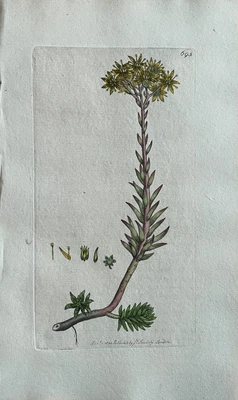 £68.67 • Buy Original Antique Print - Botanical Art Print - James Sowerby - Sedum