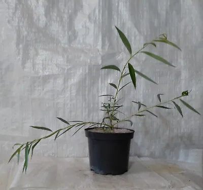 Weeping Willow  Salix  Babylonica    Tree In A 17cm. - 2 Litre Pot • £15.99