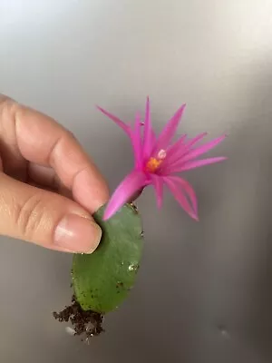 Pink Easter Cactus Well Rooted Cutting Sent Bare Root Without Pot • £6