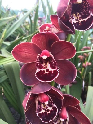 $45 • Buy Cymbidium O'Beaston 'Dark Chocolate' 200mm Pot FLOWERING